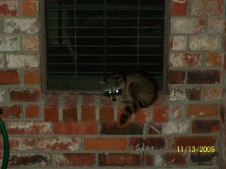 Racoon waiting.jpg